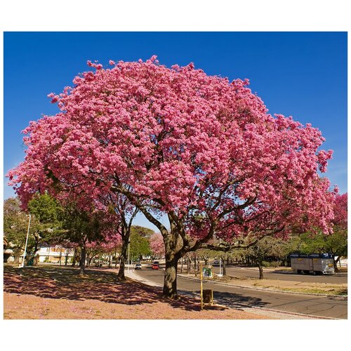    -  (. Tabebuia Avellanedae)  10   -     , -, 