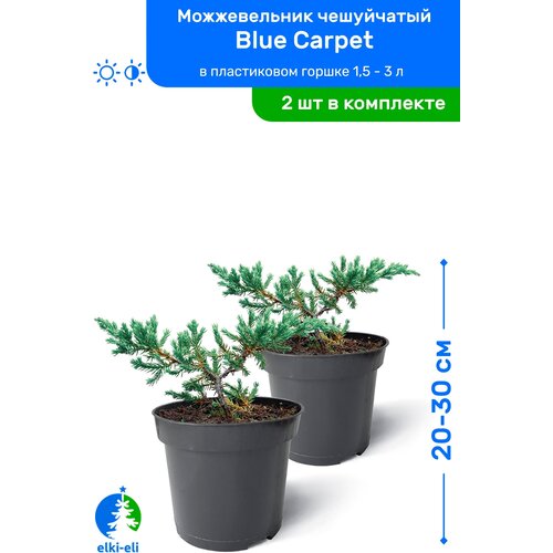    Blue Carpet ( ) 20-30     0,9-3 , ,   ,   2    -     , -, 