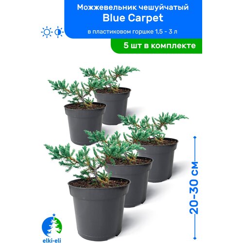    Blue Carpet ( ) 20-30     0,9-3 , ,   ,   5    -     , -, 