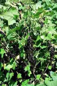 Смородина на даче