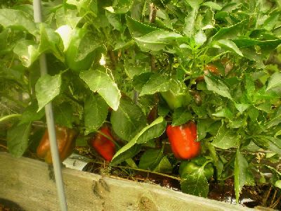 Выращивание сладкого перца в открытом грунте