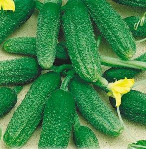Огурец партенокарпический. Огурец с женским типом цветения. Огурец с букетным типом завязи. Особенности выращивания.
