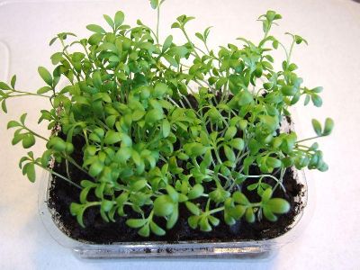 О салатных культурах