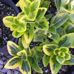 Стайни растения