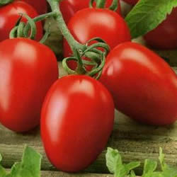 информация, описания, фото сортов помидоров