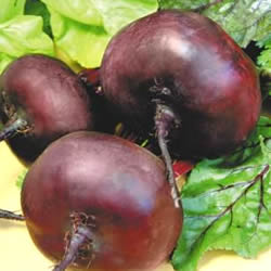 информация, описания, фото сортов свеклы