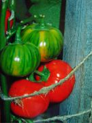 Японский красный