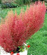      ,  ,    Kochia scoparia 