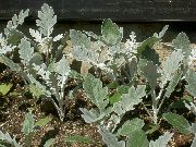       ( ) ,  ,   - Senecio cineraria