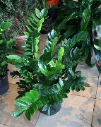      ,  -,   - Zamiaculcas zamiifolia 