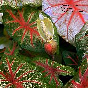      ,  ,  - Caladium 