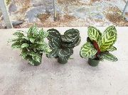       ,  ,   - Calathea zebrina 