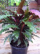       ,  -, Calathea rufibarba