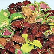       ,  ,  - Coleus