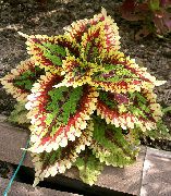       ,  ,  - Coleus