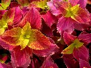       ,  ,  - Coleus