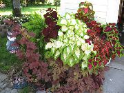       ,  ,  - Coleus