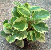      ,  ,  - Peperomia 