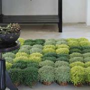      ,  -,   - Soleirolia soleirolii 