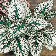      ,  ,   - Hypoestes Phyllastachya