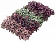      ,  ,   - Hypoestes Phyllastachya