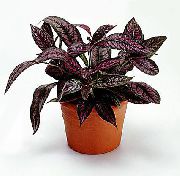      ,  ,   - Strobilanthes dyerianus