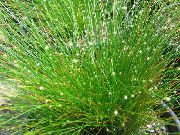      ,  ,   - Scirpus cernuus