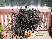      () ,  ,  - Ophiopogon Blackbeard