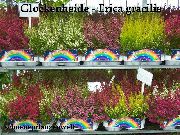    ,  ,  - Erika gracilis