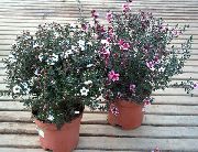    ,  ,  - Leptospermum