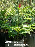     ,  , Alpinia purpurata