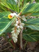     ,  , Alpinia zerumbet