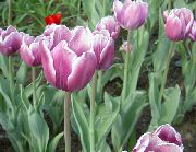     ,  ,  - Tulipa
