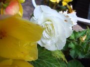 ���� ��������� ����� �������, ���� �����