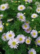 ���� ��������� ����� ���������, ���� �����, ��������� - Brachycome