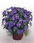���� ��������� ����� ���������, ���� , Browallia speciosa 'Blue Bells'