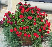     ,  ,    Verbena hybrid 