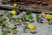     ,  , Yellow sand-verbena, Abronia latifolia