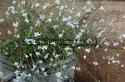    ,  , Gaura lindheimeri 'Geyser White'