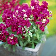 ���� ��������� ����� ������ ������, ���� �������