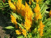     ,  ,     Celosia argentea 