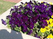 ���� ��������� ����� ������ �������� (������� ������), ���� ����������