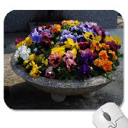 ���� ��������� ����� ������ �������� (������� ������), ���� 