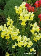     ( ),  ,  ( ) - Antirrhinum