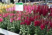     ( ),  ,  ( ) - Antirrhinum