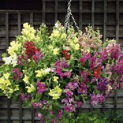     ( ),  ,  ( ) - Antirrhinum
