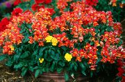     ( ),  ,  ( ) - Antirrhinum