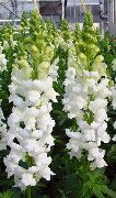     ( ),  ,  ( ) - Antirrhinum