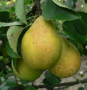 Красавица Черненко (Русская красавица)