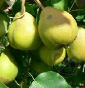 Красноярская крупная